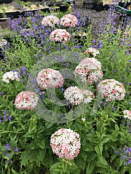 Pink Maltese Cross in a garden bed - Lychnis chalcedonica v. carnea