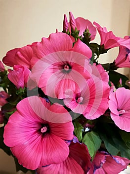 Pink malva bouquet detail