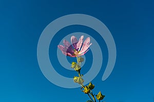 Pink Malva flower on blue sky