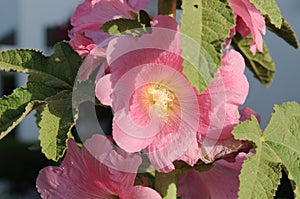 Pink Malva flower, Hollyhock Alcea