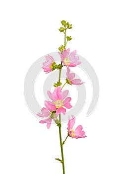 Pink malva flower