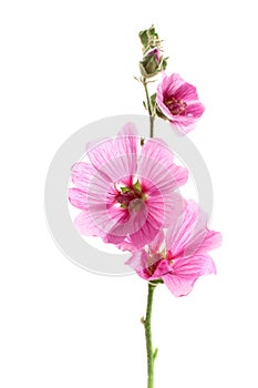 Pink malva flowers photo