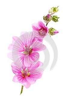 Pink malva flowers