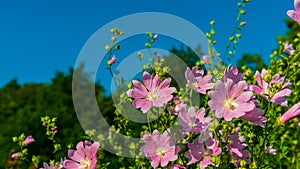 Pink Malva Flowers on the Blue Sky