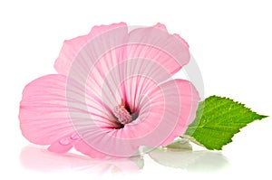 Pink malva. Mallows