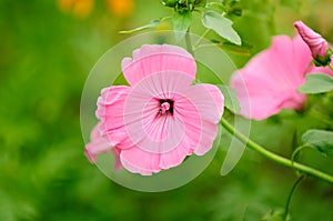 Pink Malva Moschata (Musk-Mallow) Flowers photo