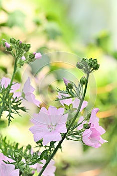 Pink Malva Moschata (Musk Mallow) Flowers on Flower Bed photo