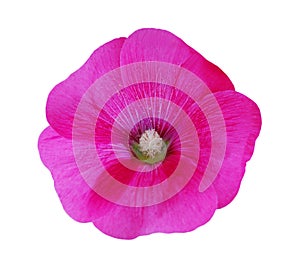 Pink malva silvestris flower