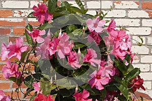 Pink Mandevilla