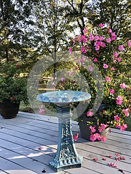 Pink Mandevilla Flower with Yellow Throat and with Waxy Green Leaves and Bird Bath - Mandevilla × amabilis