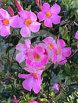 Pink Mandevilla Flower with Yellow Throat and with Waxy Green Leaves - Mandevilla × amabilis