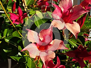 Pink Mandevilla laxa flowers