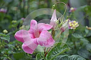 Pink Mandevilla Rock Trumpet Vine