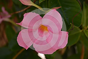 Pink Mandevilla or rocktrumpet vine flower closeup photo