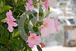 Pink Mandevilla or rocktrumpet vine flowers photo