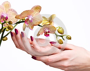 Pink manicure and orchid