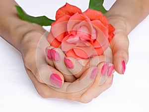 Pink manicure and scarlet rose