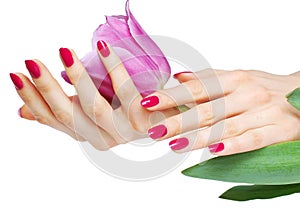 Pink manicure and tulip