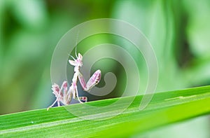 Pink Mantis in nature