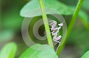 Pink Mantis in nature