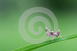 Pink Mantis in nature