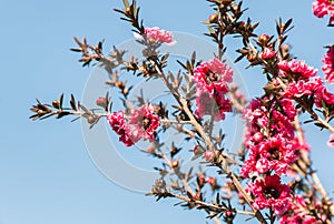 Pink manuka flowers in bloom against blue sky