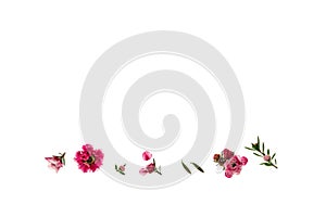 Pink manuka flowers isolated on white background with copy space above