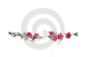 Pink manuka tree flowers in bloom border isolated on white background