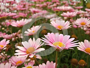 Pink Marguerite