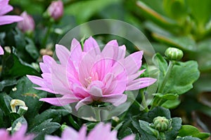 Pink Marguerite. Dhalia or dasies in the garden.