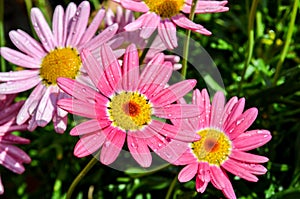 Pink marguerite flowers