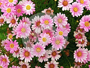 Pink Marguerites