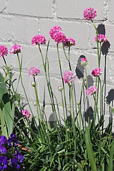 Pink Marsh daisies - Armeria maritima