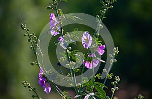 Pink marshmallow flower (Althaea officinalis)