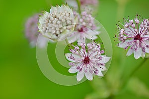 Pink Masterwort flowers