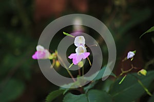 Pink, mauve coloured Springkraut with blurred  background photo
