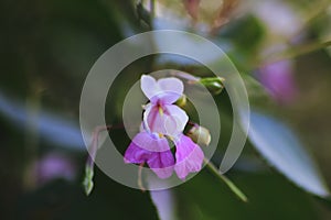Pink, mauve coloured Springkraut with blurred  background photo