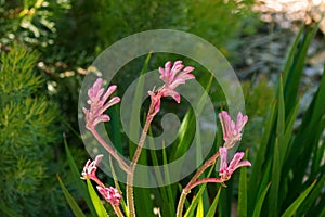 Pink mauve flower of Kangaroo Paw with blurred background
