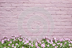 Pink or Mauve Old Brick Wall with Pink Petunia Flowers Along Bottom Side of Block Texture