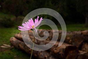 Pink meadow flower in spotlight, stacked tree trunks in dark blurred background