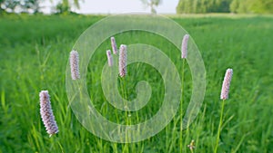 Pink meadow flowering snakeroot snakeweed plants in green grassland. Europe. Static.