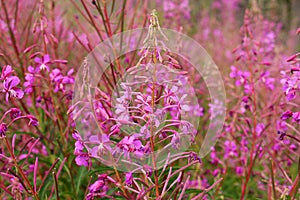 Pink meadow flowers