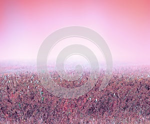 Pink meadow landscape. Fog soft background