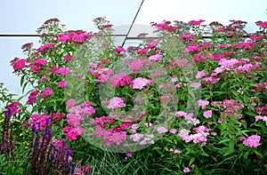 pink meadow sweet plantain detail of flowering shrub up to 1 meter in height blooms in June and July undemanding suitable for the