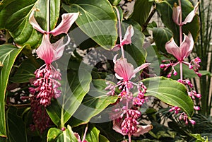 Pink medinilla magnifica flowers photo