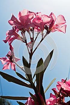 Pink mediterranean flowers on a morning sunshine