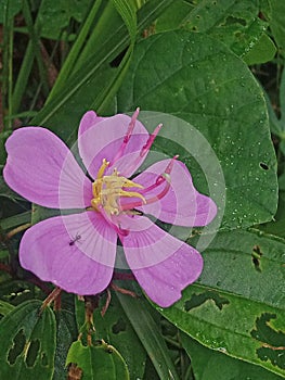 Pink Melastoma Flower