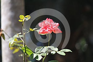 Pink Memorial rose details, Rosa lucieae , Asian species, Introduced ornamental species photo