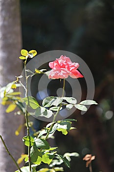 Pink Memorial rose details, Rosa lucieae , Asian species, Introduced ornamental species photo