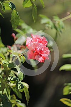 Pink Memorial rose details, Rosa lucieae , Asian species, Introduced ornamental species photo